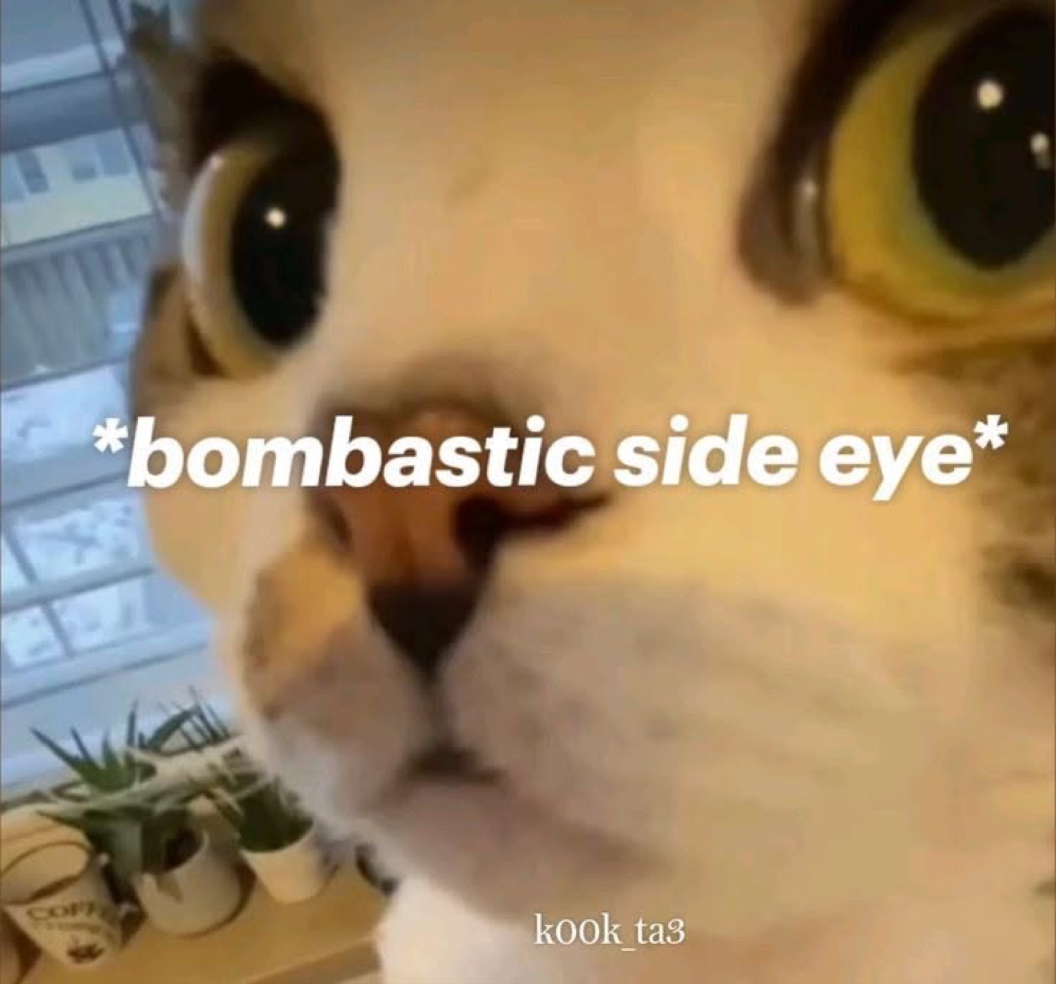 Close-up cat with massive eyes giving the ultimate bombastic side-eye to camera