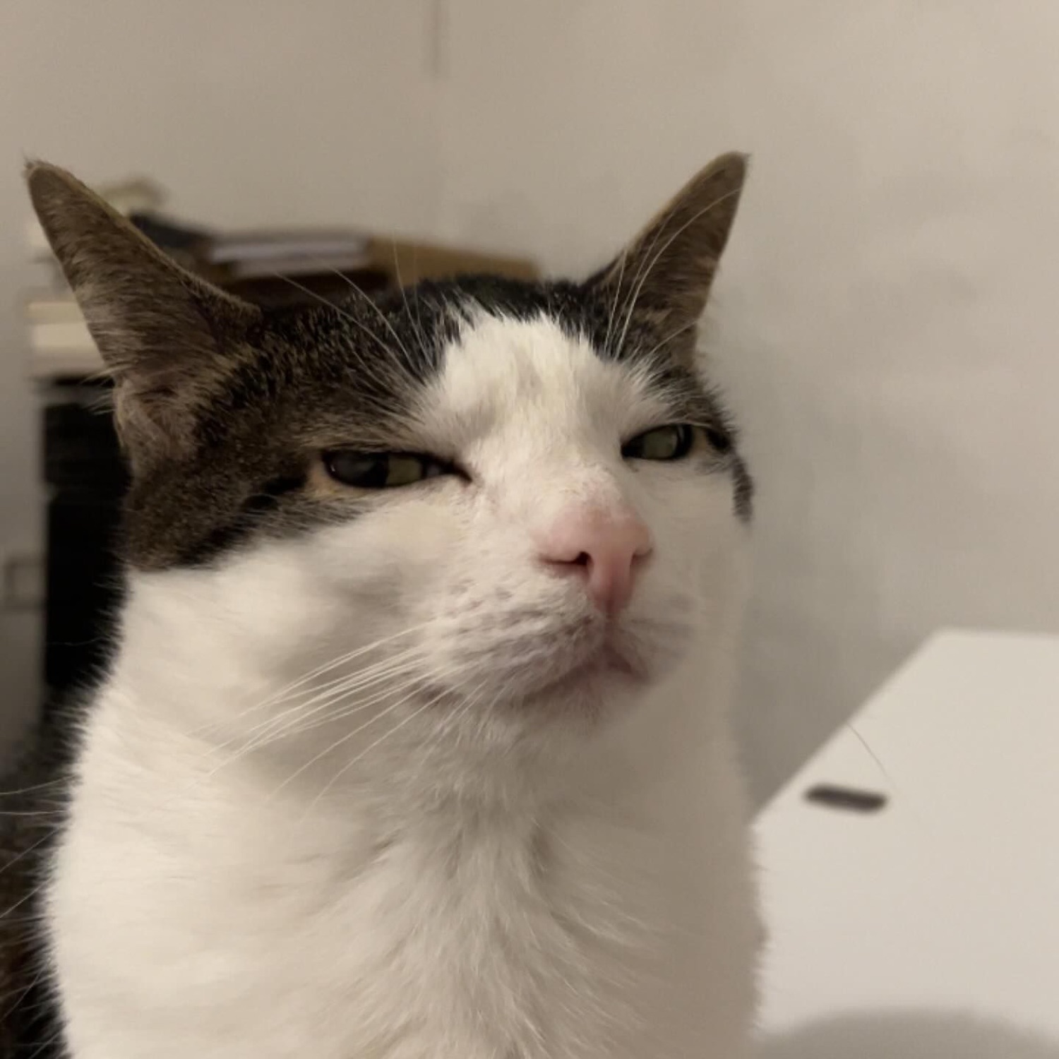 Black and white cat with half-closed eyes and a permanently unimpressed scowl