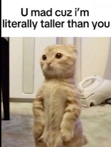 Ginger cat standing upright on its hind legs: 'U mad cuz i'm literally taller than you'