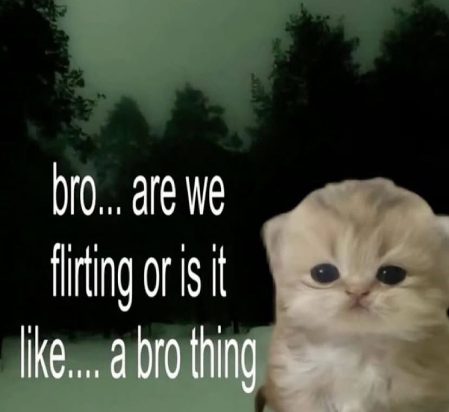 Tiny fluffy kitten in the woods captioned 'bro... are we flirting or is it like... a bro thing'