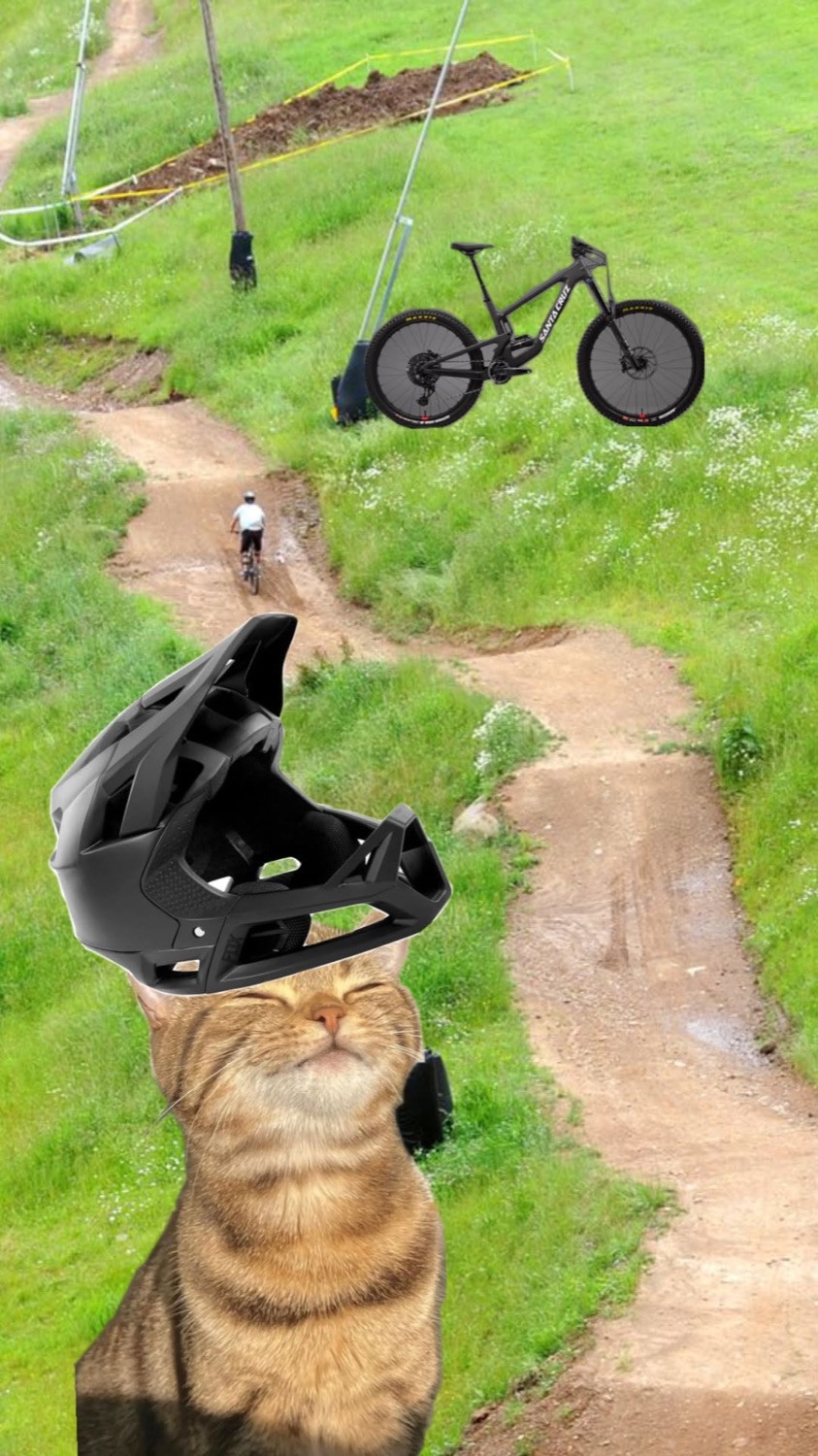 Cat in a full-face helmet at a mountain bike trail
