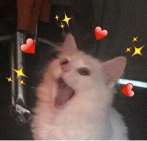 White cat with mouth wide open in what looks like a joyful yell, surrounded by heart and sparkle emojis