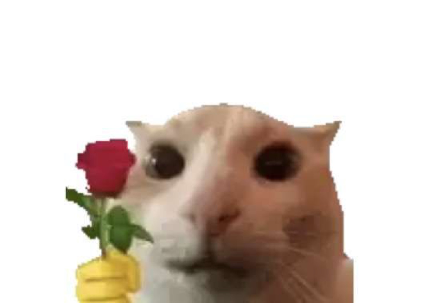 Cat holding out a red rose