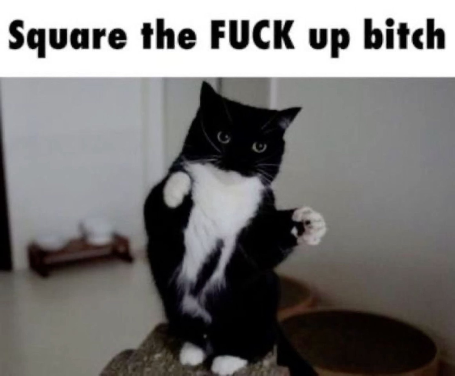 Black and white tuxedo cat standing upright with paws raised, ready to fight