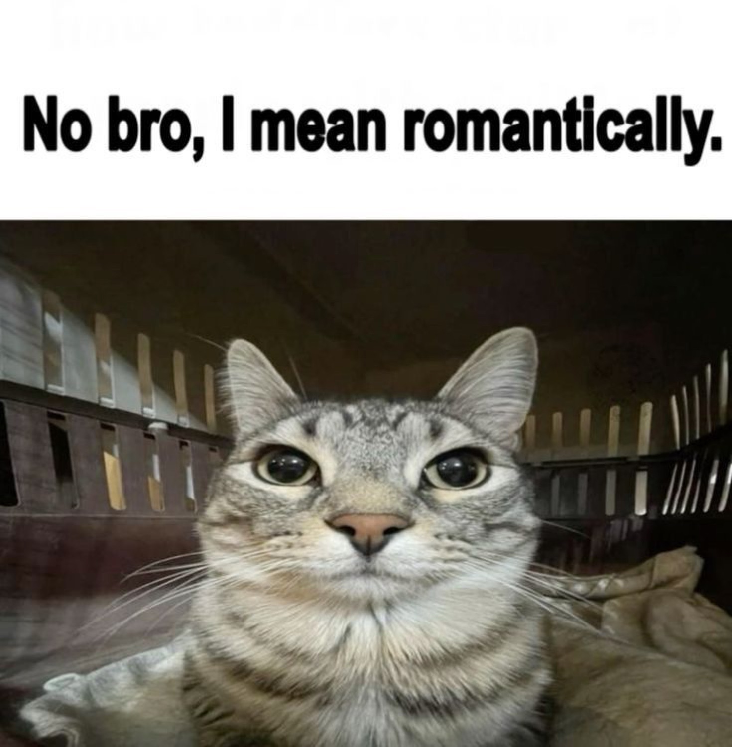 Tabby cat staring dead into the camera over 'No bro, I mean romantically.'