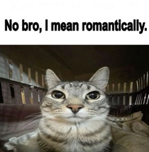 Tabby cat staring dead into the camera over 'No bro, I mean romantically.'