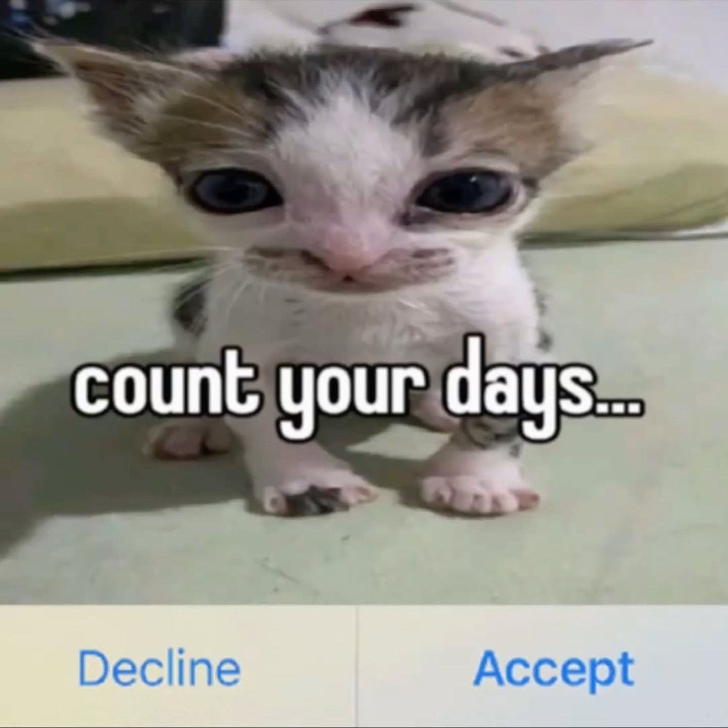 Tiny kitten staring down the camera with intense menace captioned 'count your days...'