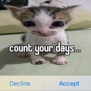 Tiny kitten staring down the camera with intense menace captioned 'count your days...'