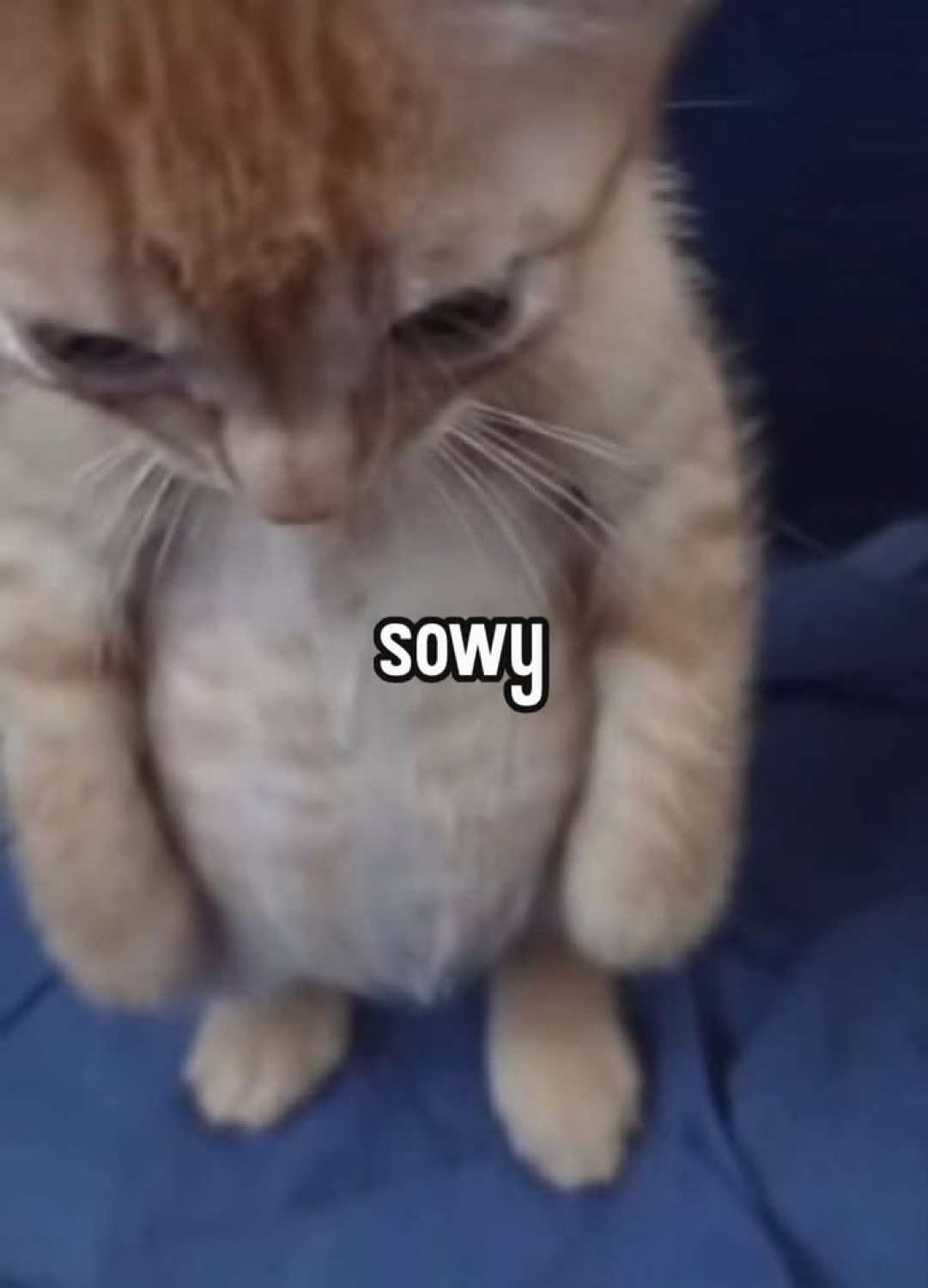 Hunched orange tabby with downcast eyes captioned 'sowy'
