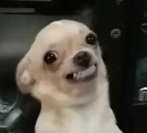 White chihuahua with a wide-eyed, toothy, slightly unhinged grin