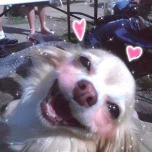 Fluffy white dog beaming up close with pink hearts and sparkles added
