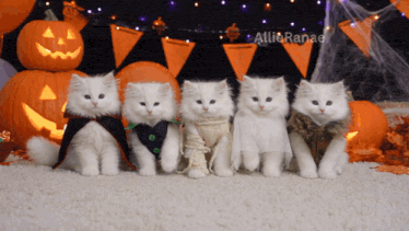 Row of white cats in little Halloween costumes