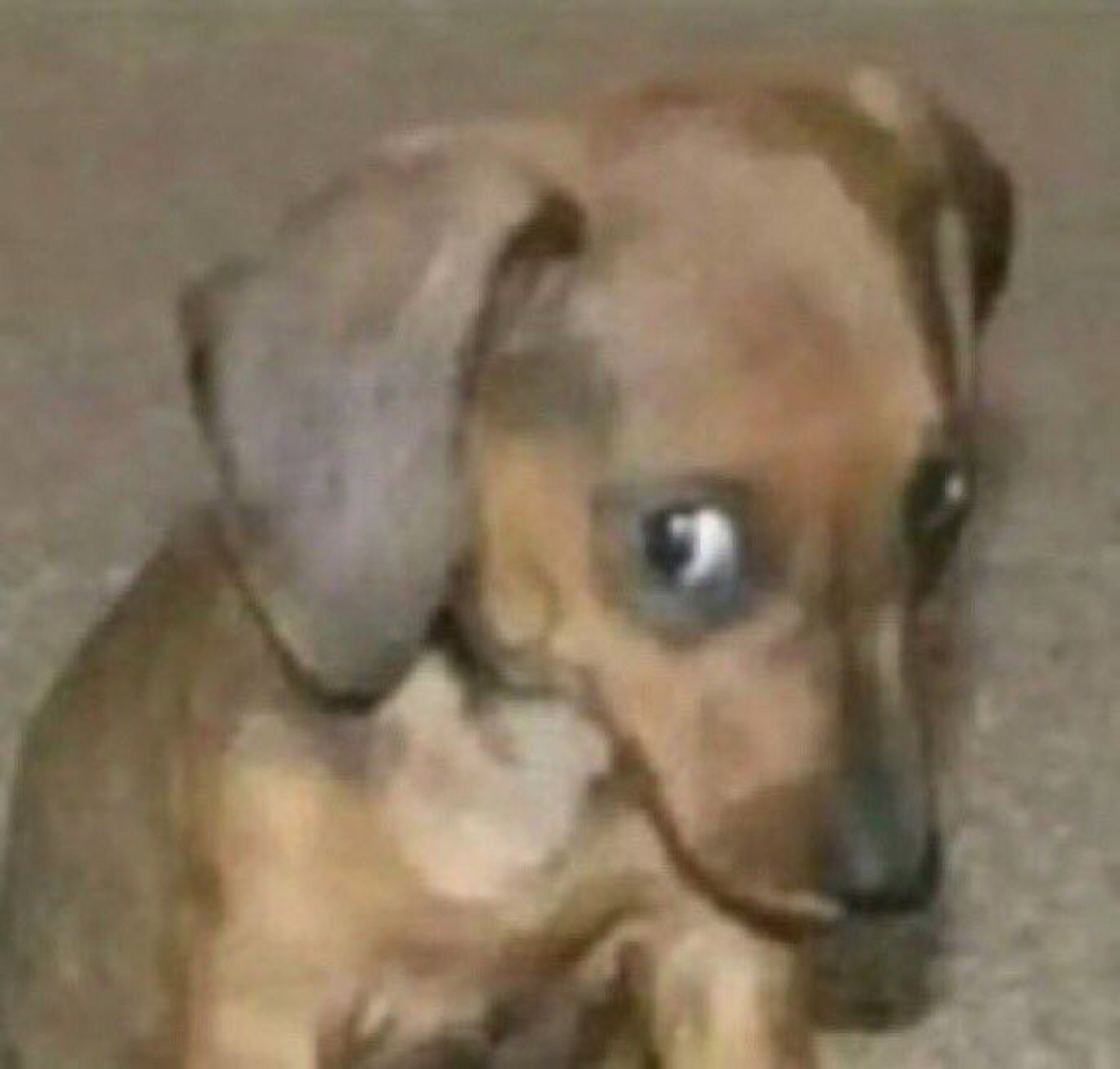 Tiny sad puppy tilting its head with big sorrowful eyes