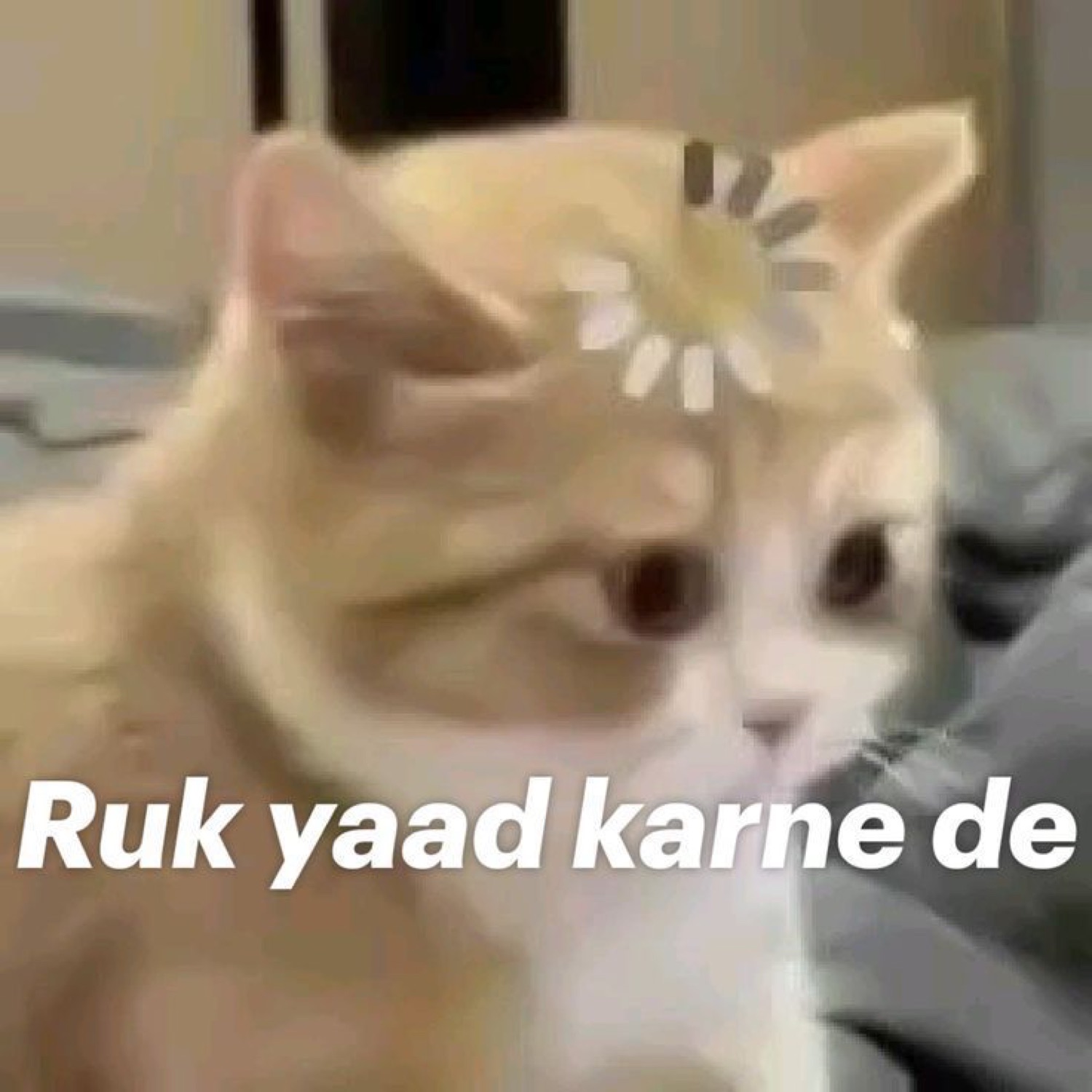 Kitten with a flower on its head looking away: 'Ruk yaad karne de' (wait, let me remember)