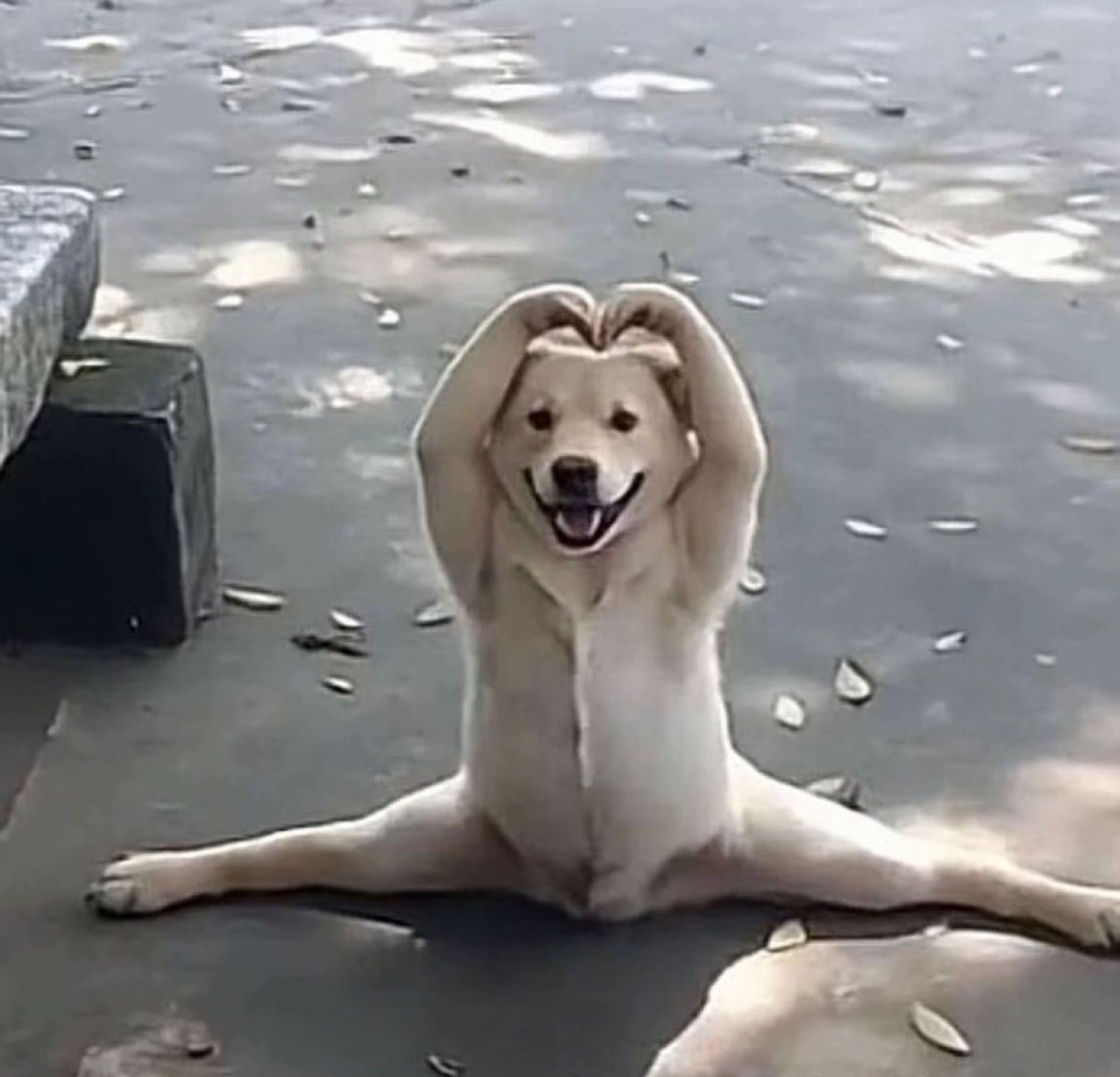 Golden dog doing the splits while smiling and raising its paws overhead like it's celebrating