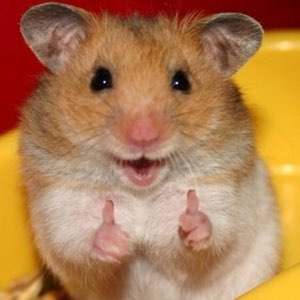 Wide-eyed hamster grinning and throwing up two tiny thumbs-up
