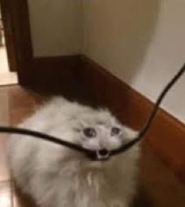 Fluffy white dog peeking out from behind a cable with a blank, defeated stare