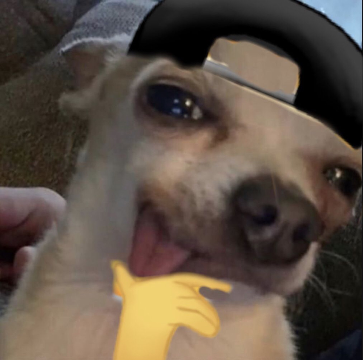 Dog in a backwards cap with a chin-rub hand and tongue out