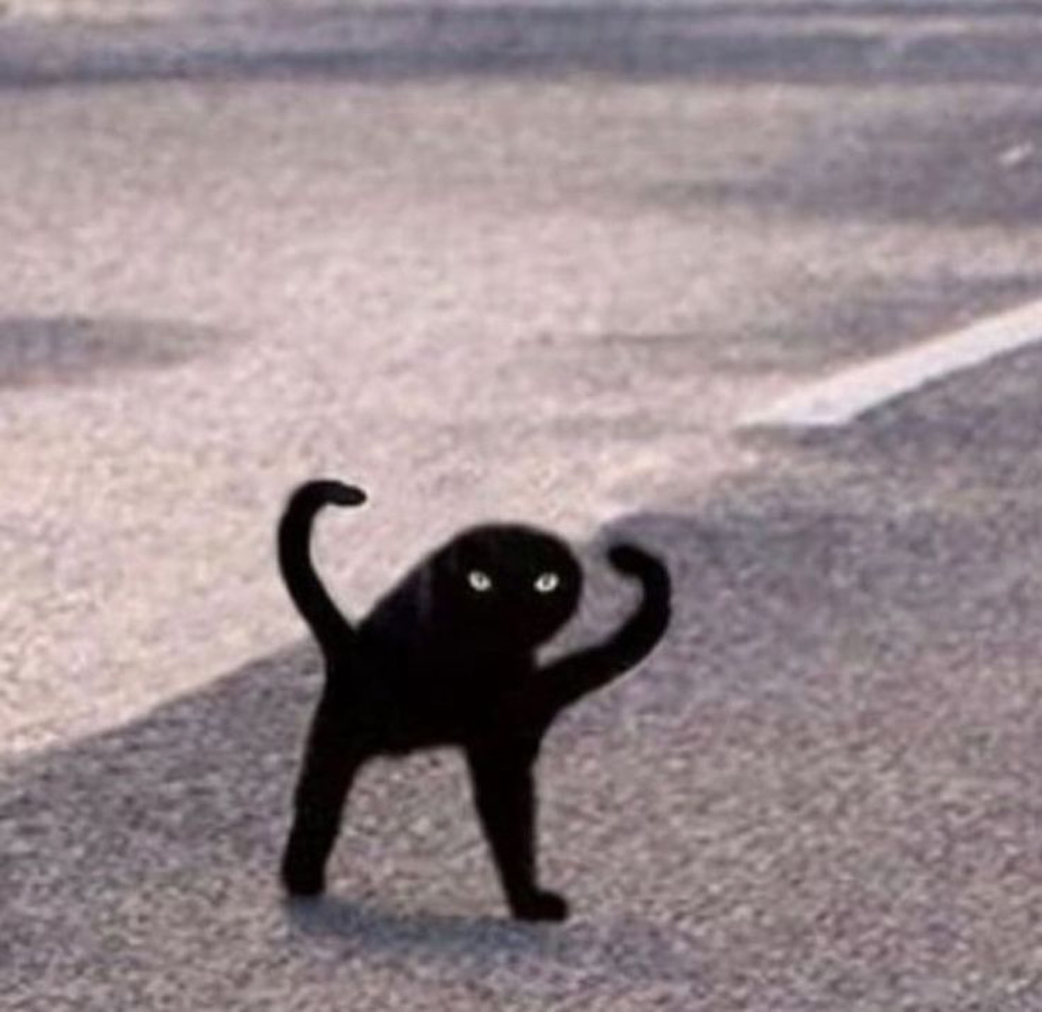 Black cat frozen mid-step on a road with its tail and one paw curled up