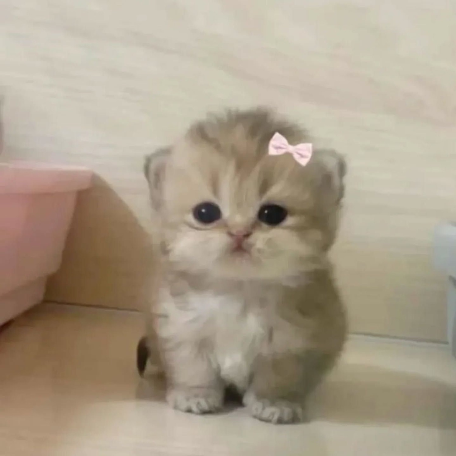 Fluffy kitten with a pink bow sitting politely