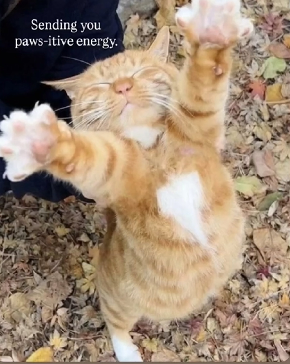 Orange tabby cat standing on hind legs with both paws raised triumphantly, captioned 'Sending you paws-itive energy'