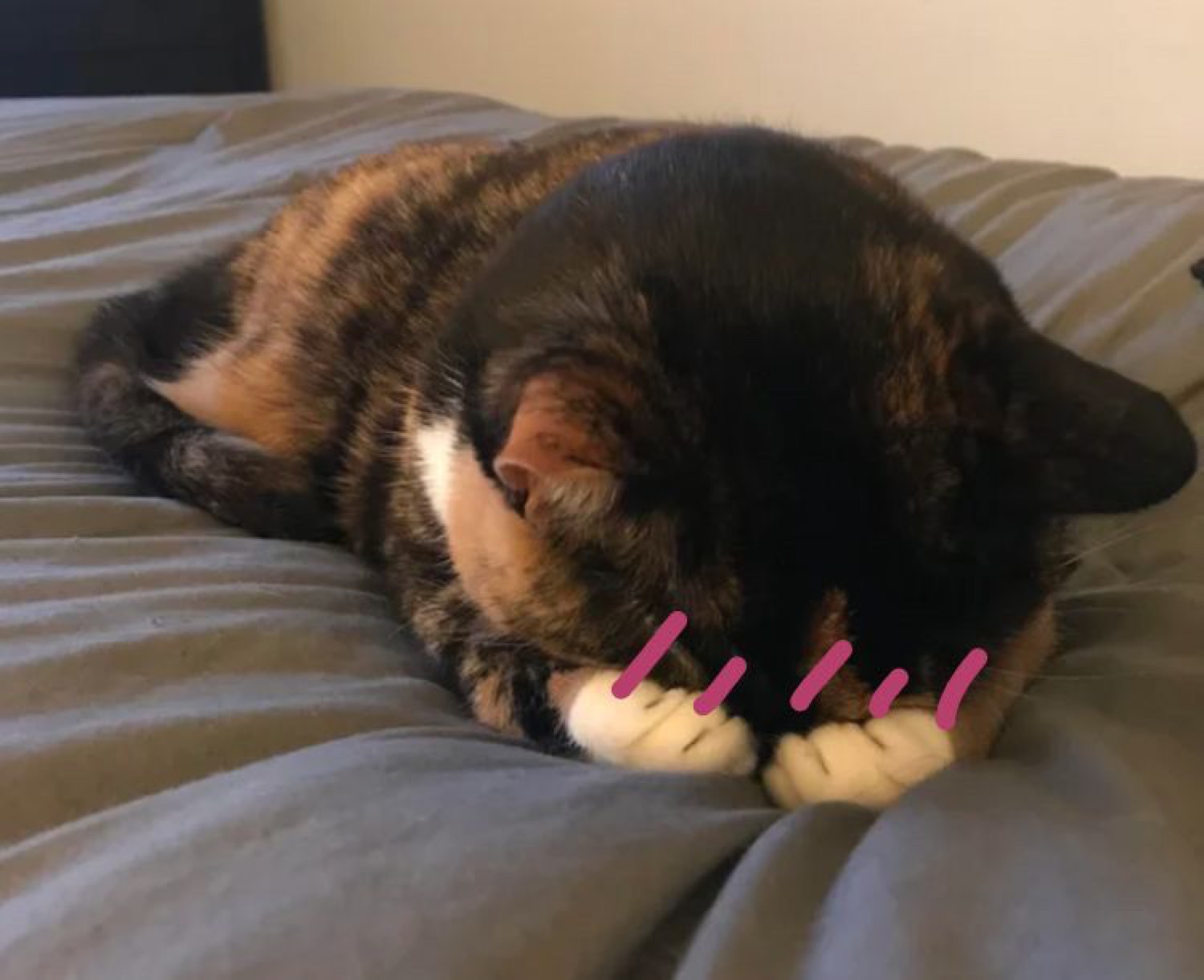Tortoiseshell cat hiding its face in its paws with drawn frustration marks