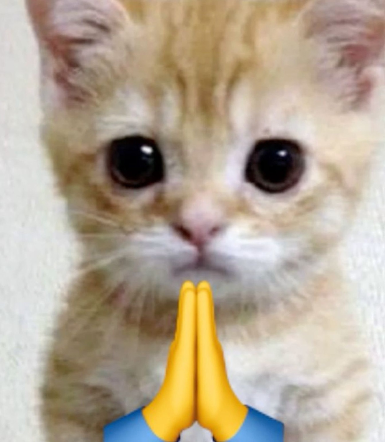 Kitten with big eyes and praying hands emoji