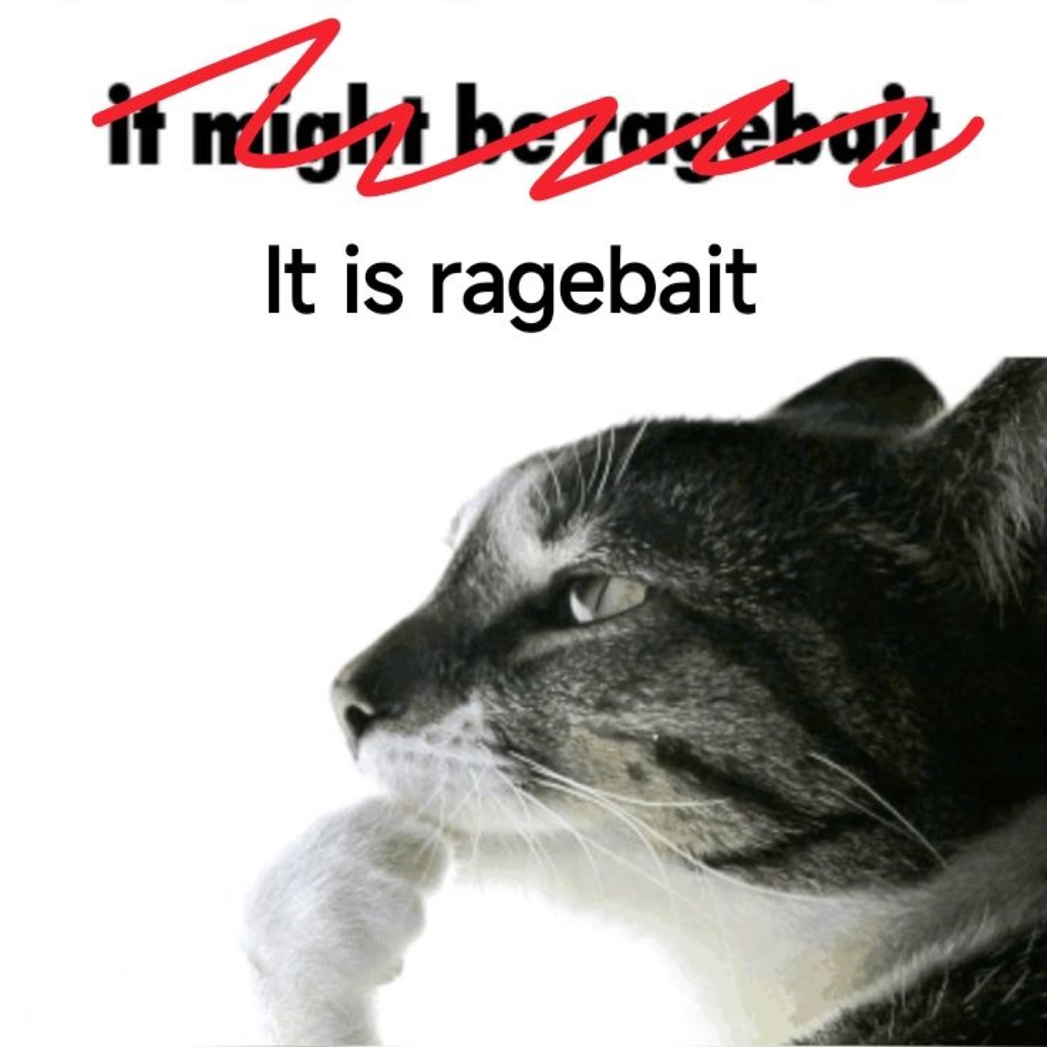 Profile of a tabby cat under crossed-out 'it might be ragebait' corrected to 'It is ragebait'