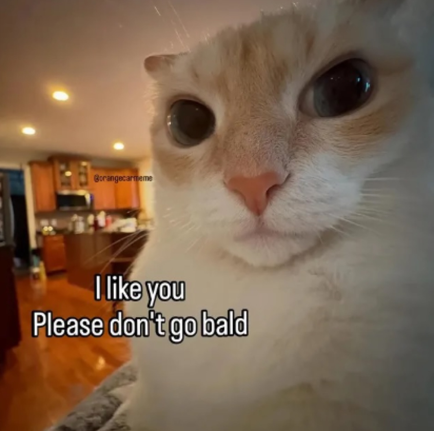Cream Scottish Fold cat with big dilated eyes and caption 'I like you / Please don't go bald'
