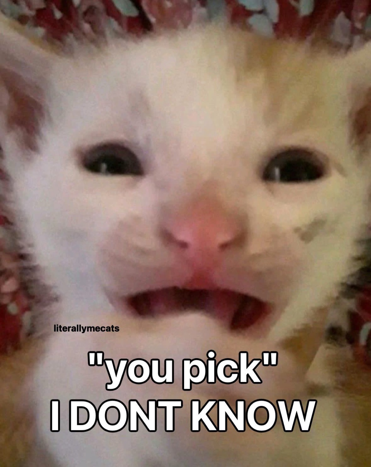 Tiny kitten with open mouth captioned '"you pick" I DONT KNOW'