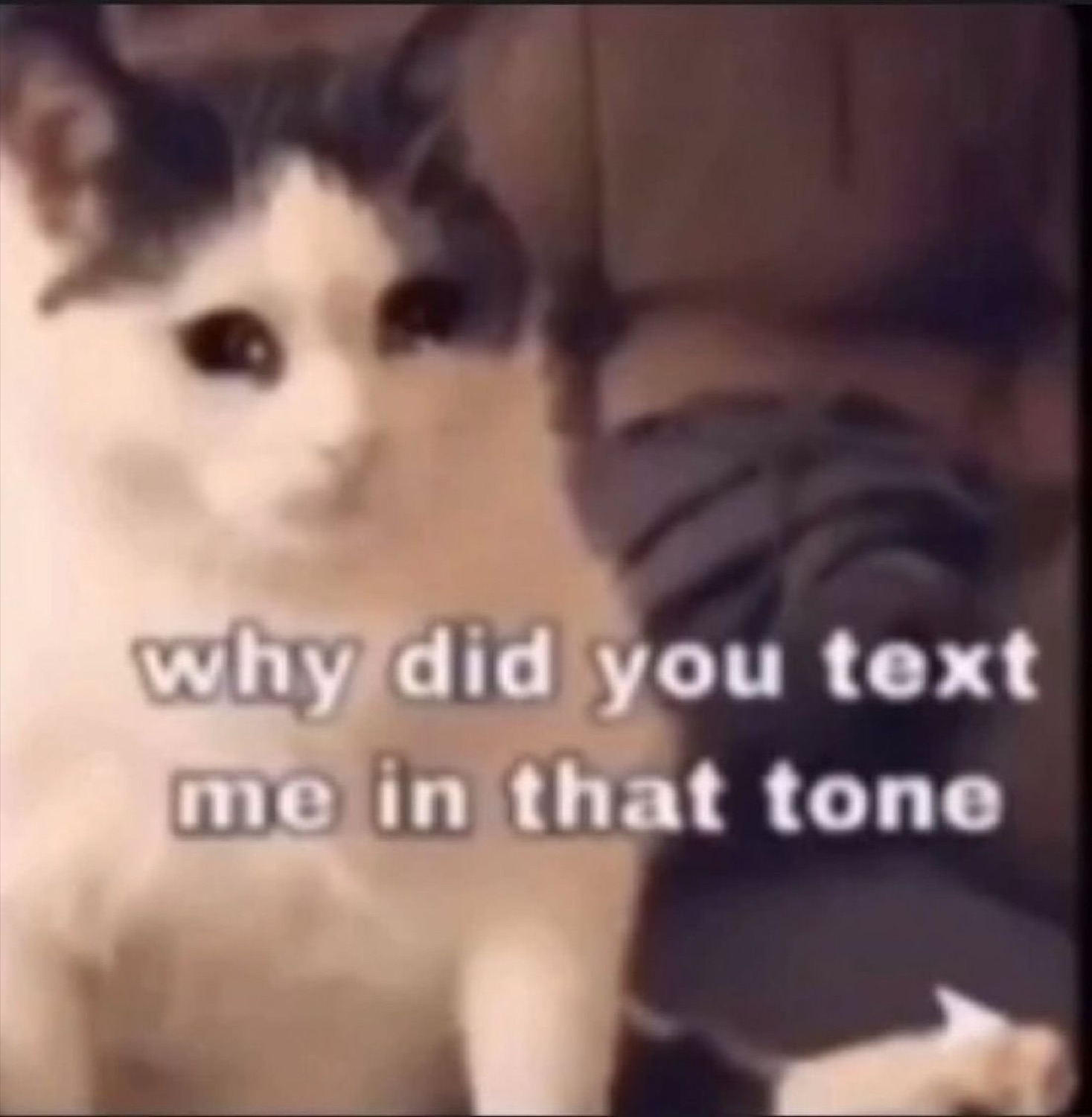 Tuxedo cat staring straight ahead captioned 'why did you text me in that tone'