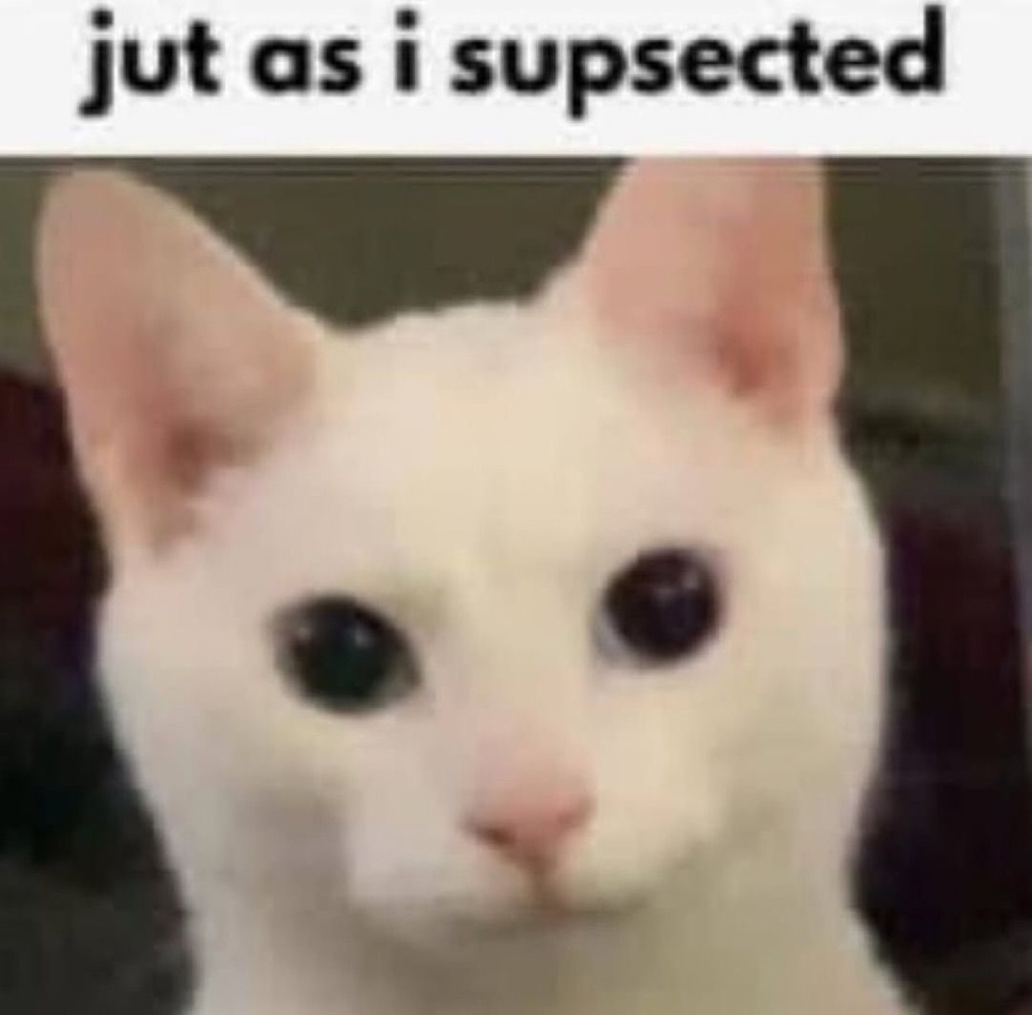 White cat staring dead ahead captioned 'jut as i supsected'