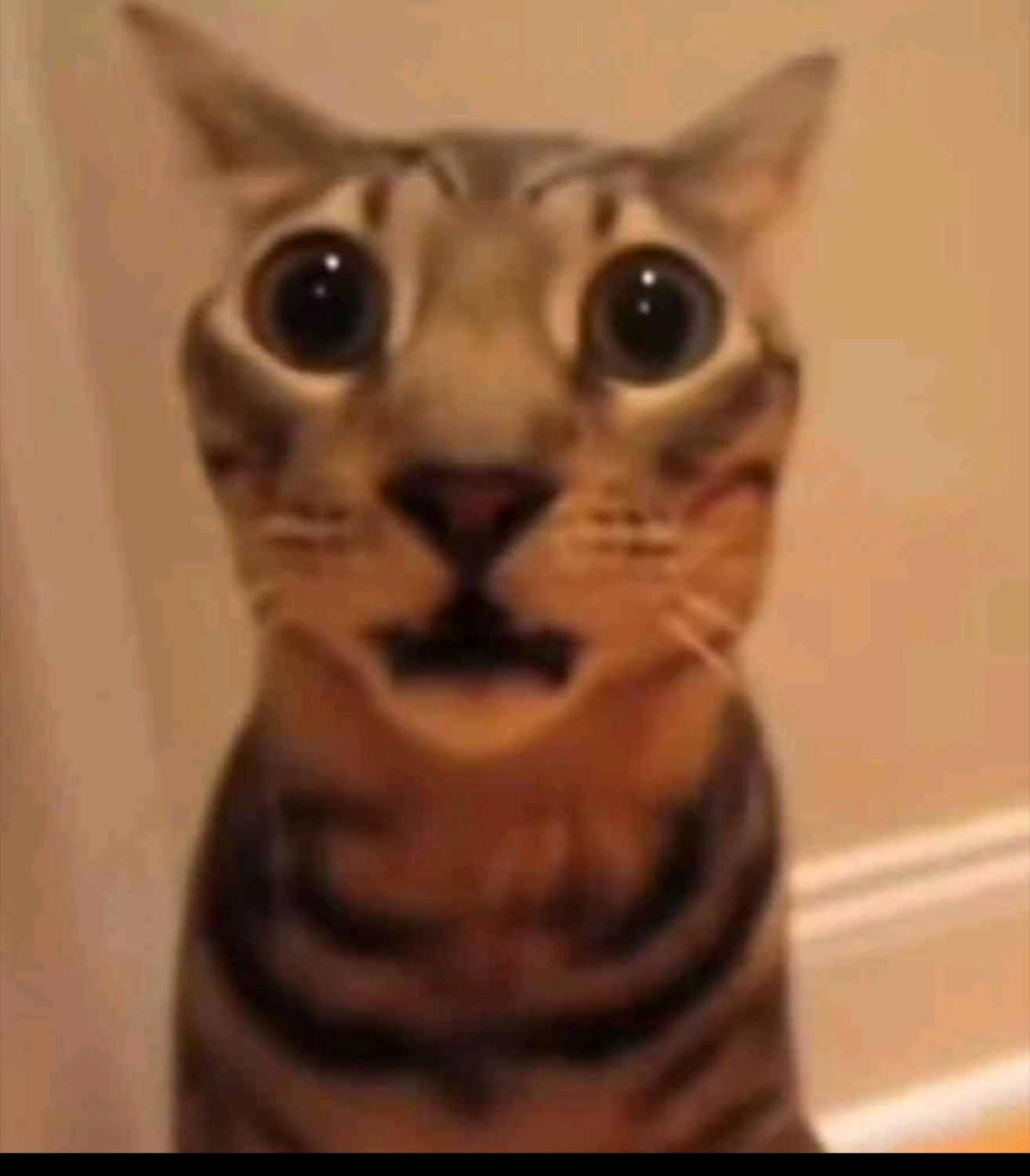 Tabby cat with huge dilated pupils and open mouth mid-gasp, fully startled