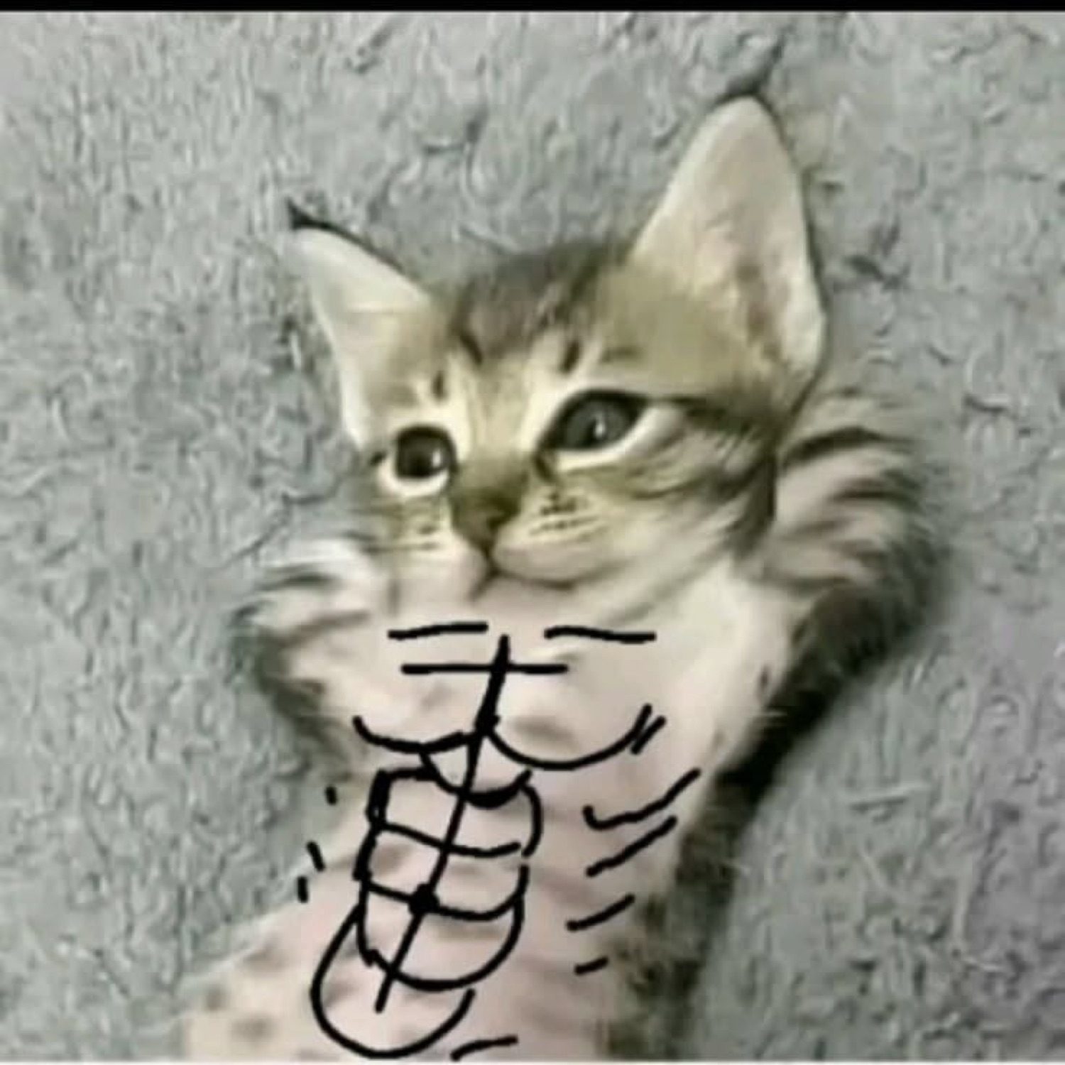 Kitten lying on its back with abs drawn on its belly