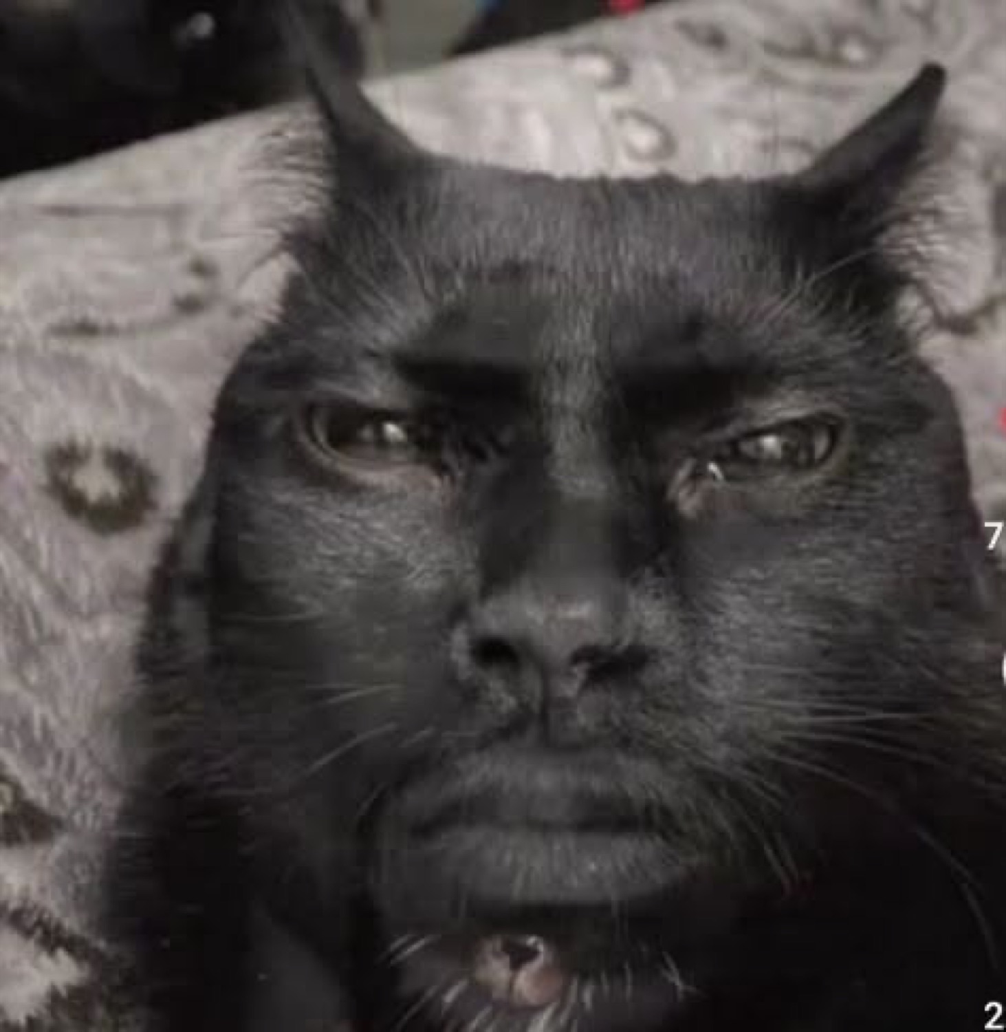 Close-up of a black cat with a stern, unimpressed human-like frown