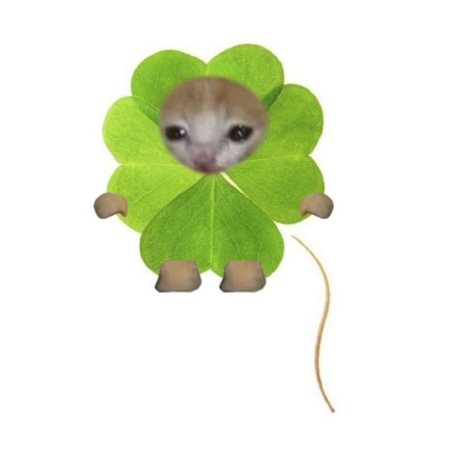 Cat face peeking out of a four-leaf clover costume