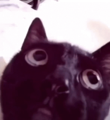 Black cat's face zooming in with an intense stare
