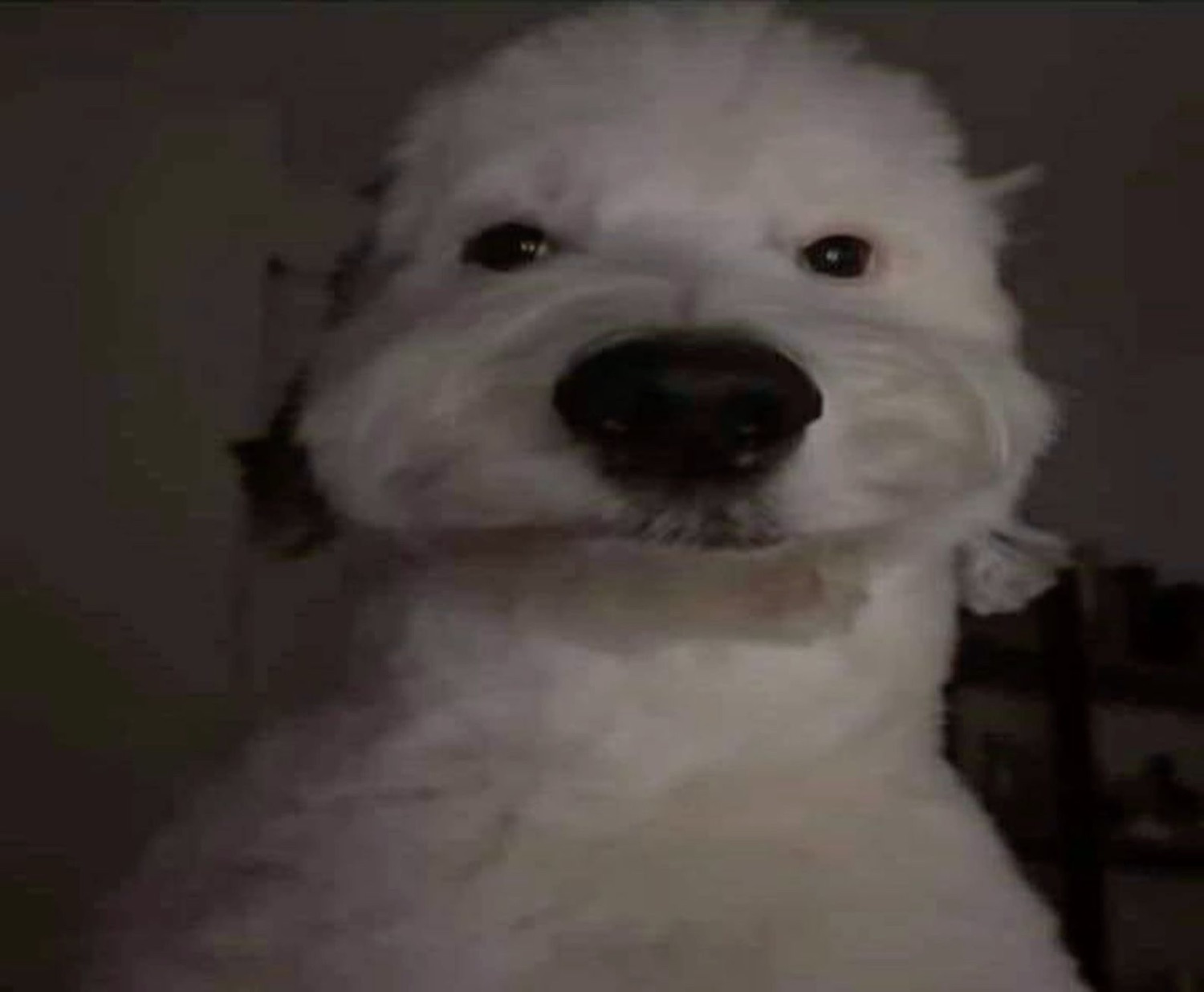 Fluffy white dog staring blankly into a dim camera with a flat expression