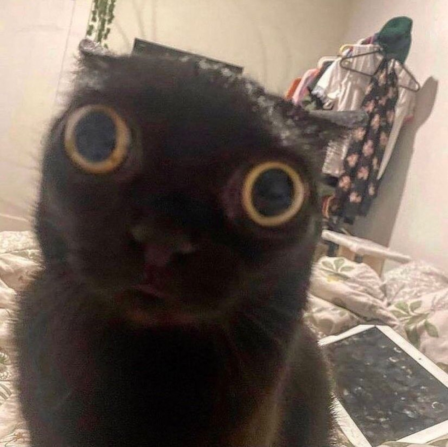 Black cat with enormous bulging eyes staring dead into the camera