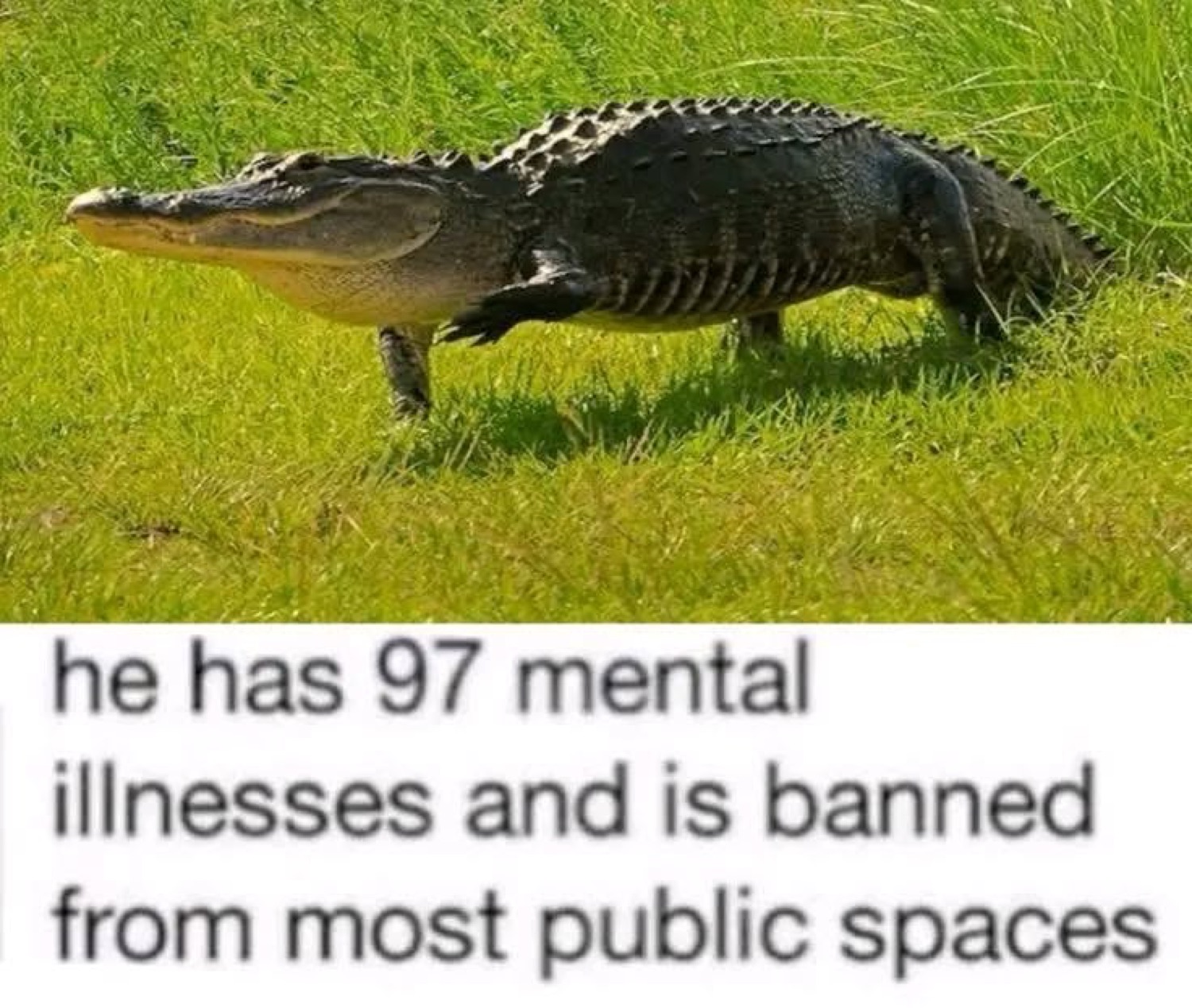 Alligator strolling on grass captioned 'he has 97 mental illnesses and is banned from most public spaces'