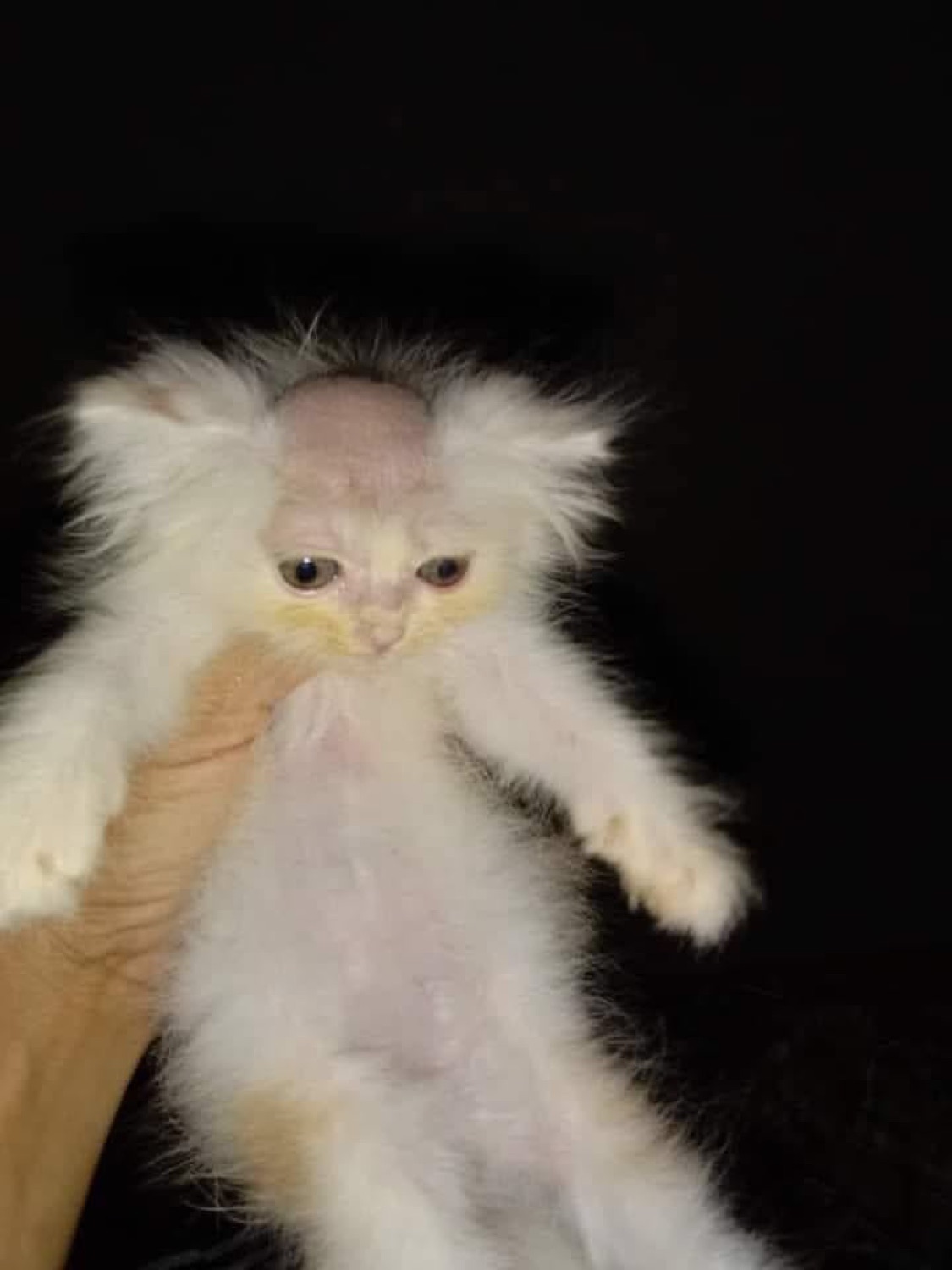 Scruffy little kitten held up in the dark, giving a grumpy unimpressed glare