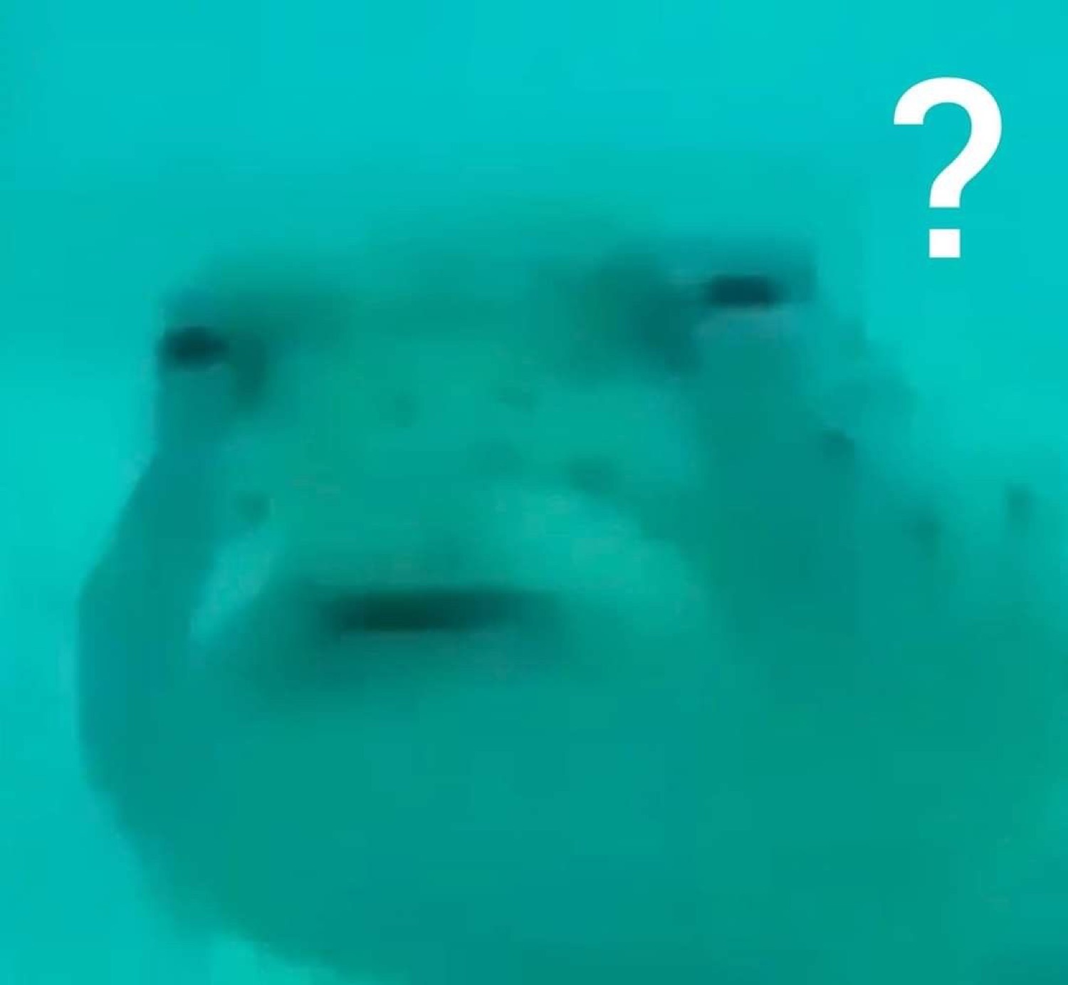 Blurry underwater pufferfish face staring blankly with a big question mark beside it