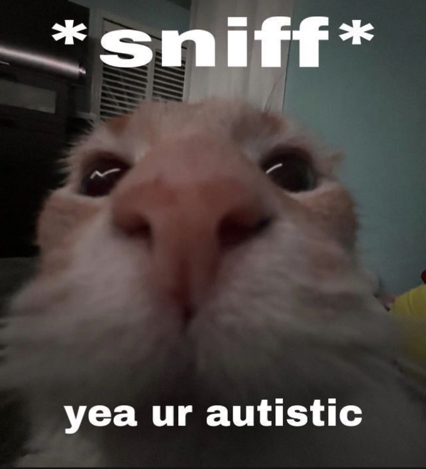 Cat leaning in close to the camera, captioned '*sniff* yea ur autistic'