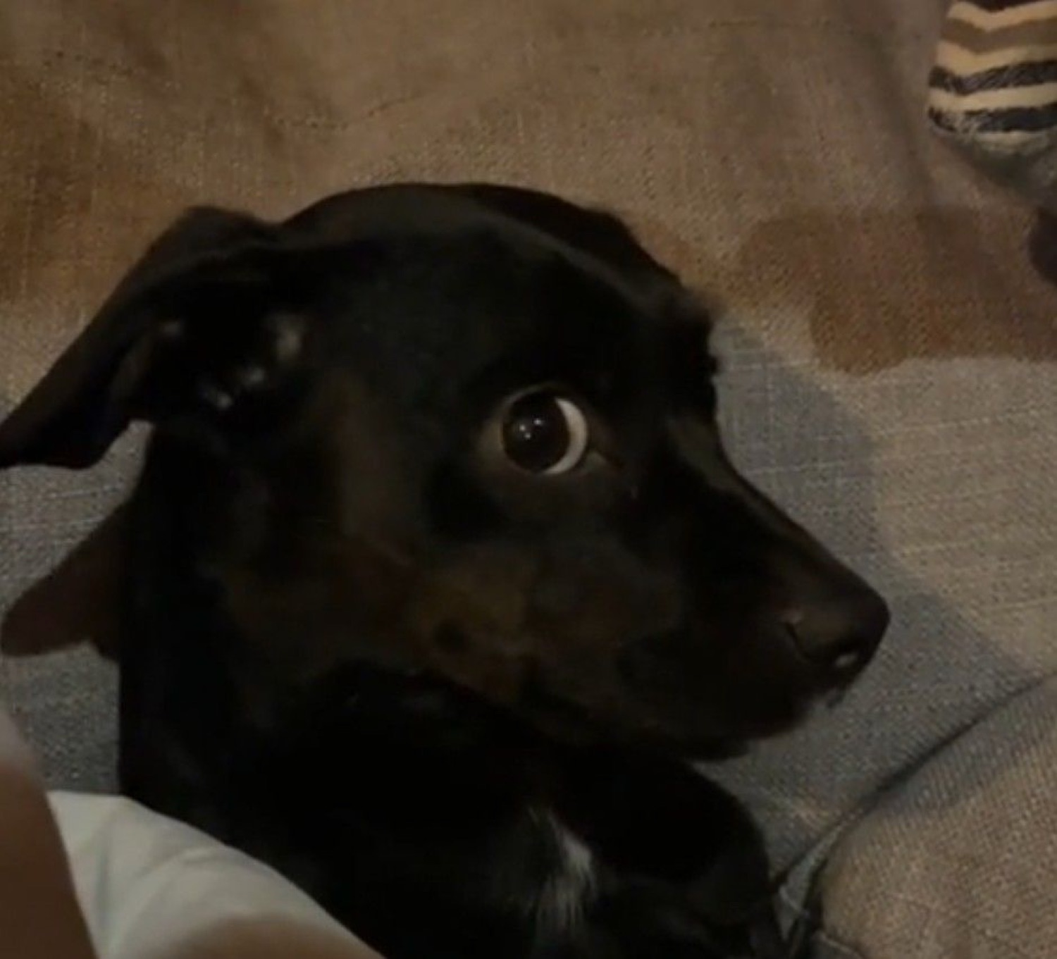 Black dog on a couch with huge side-eyes, looking absolutely terrified