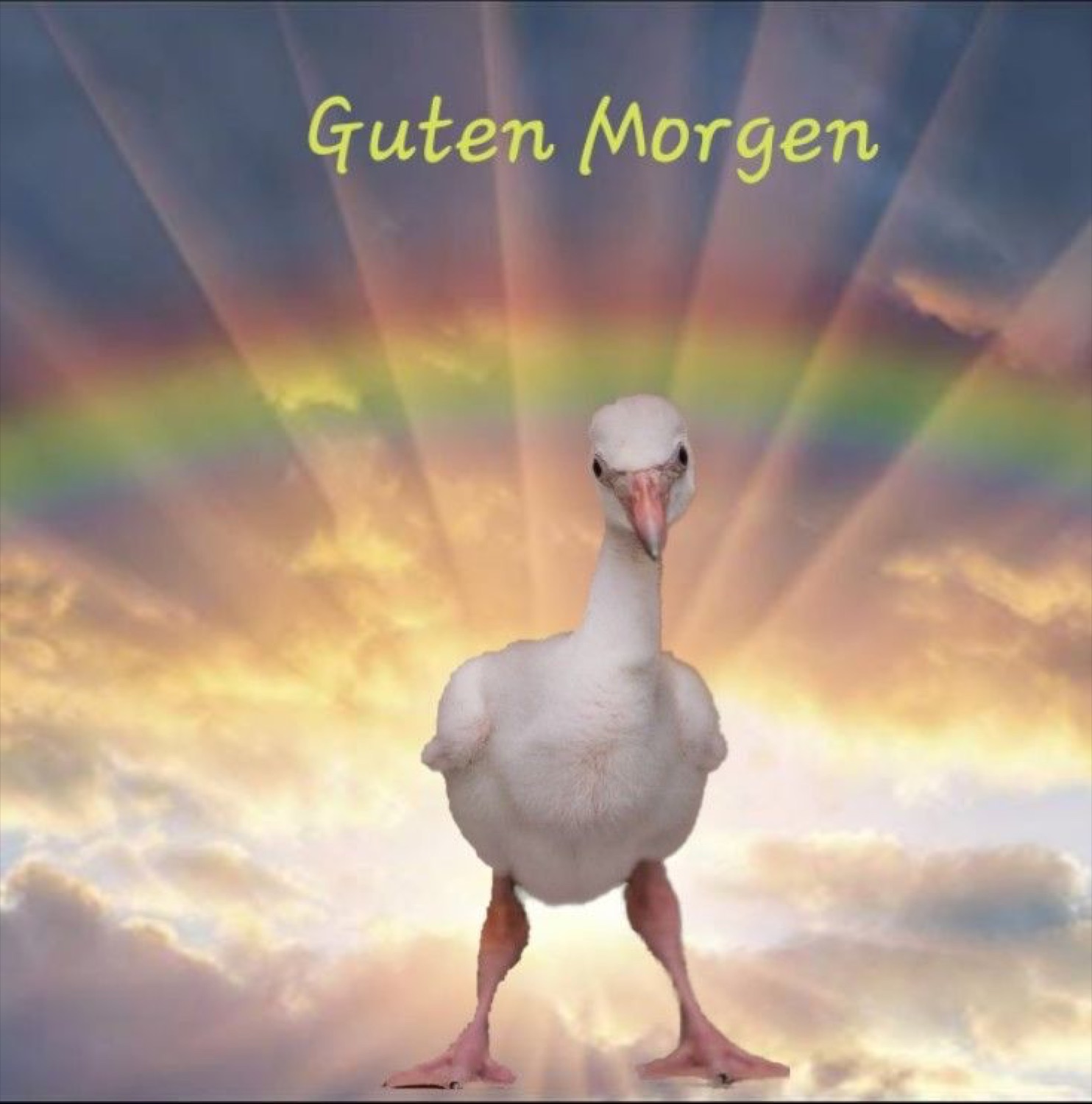 Goose standing under a rainbow: 'Guten Morgen'