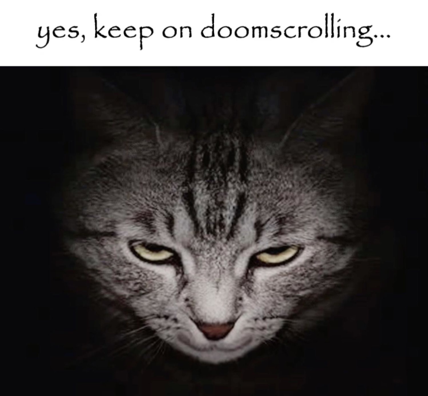 Tabby cat glaring out of the dark: 'yes, keep on doomscrolling...'