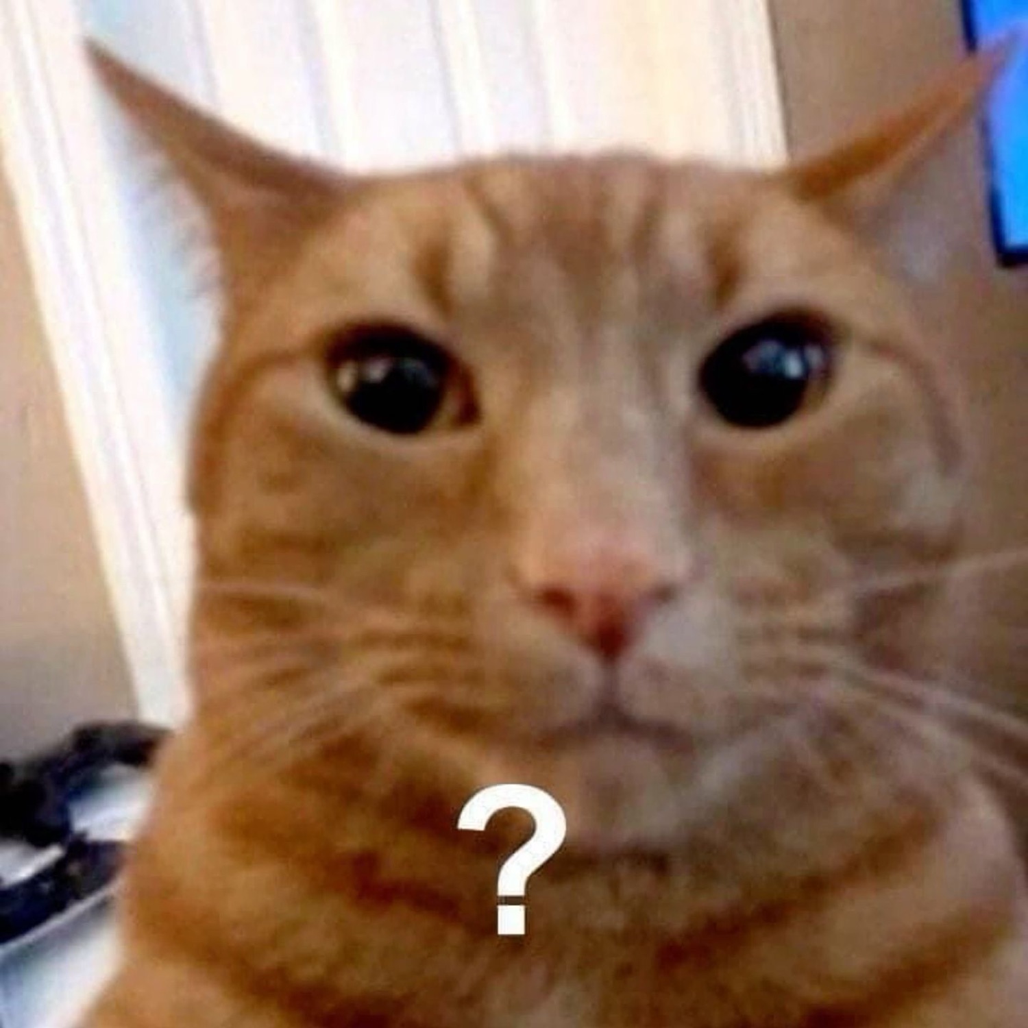Orange cat staring blankly at the camera with a single question mark below its face