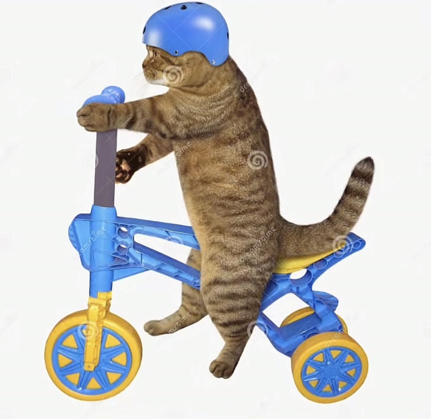 Cat in a blue helmet riding a kid's toy bike