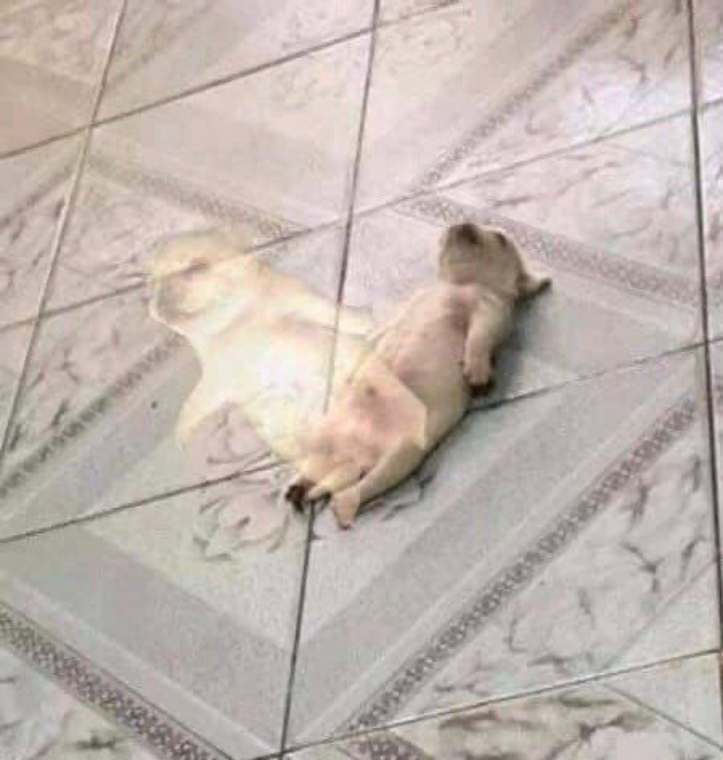 Puppy sprawled flat out on a cool tile floor, fully checked out