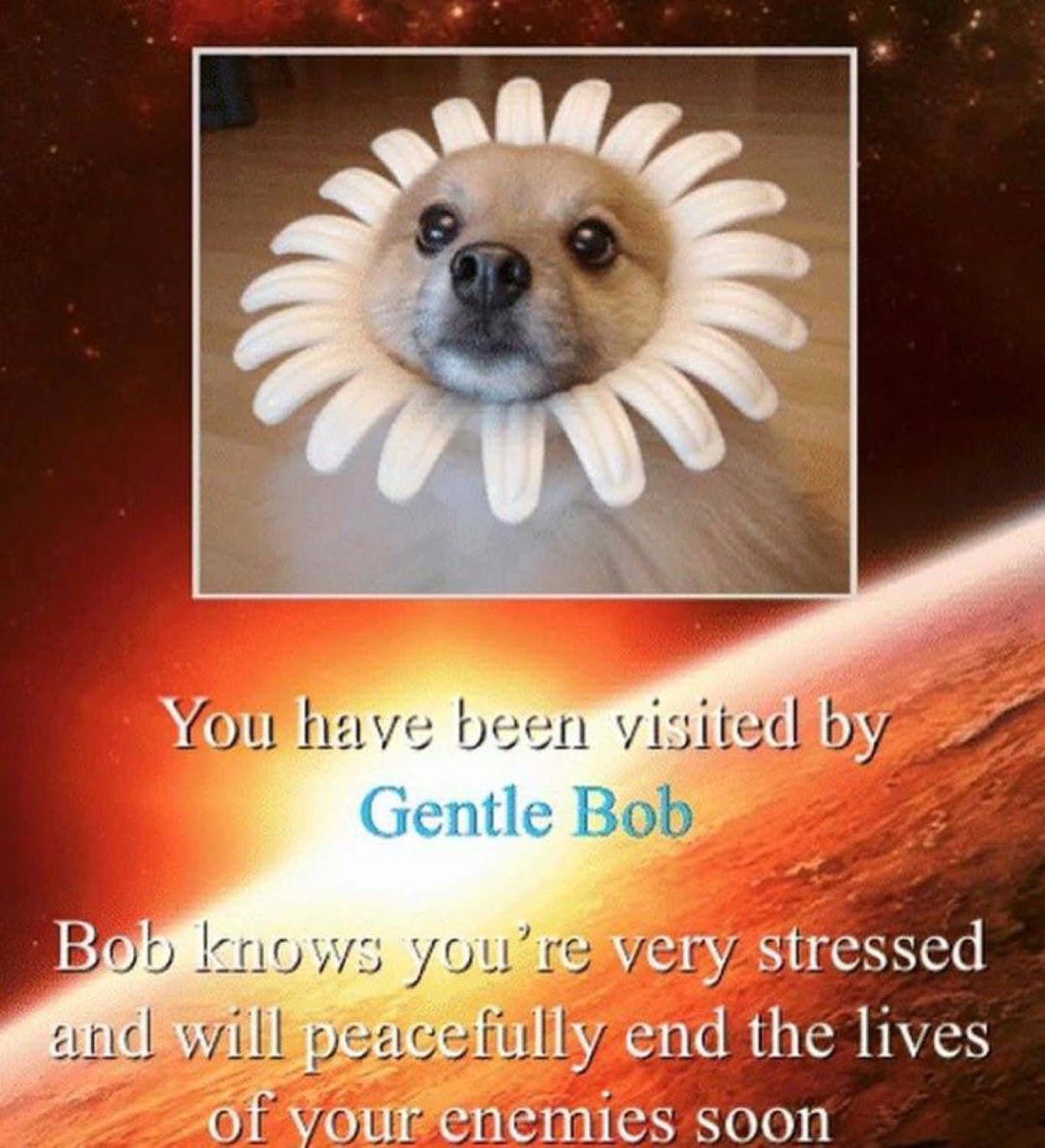 Fluffy Pomeranian wearing a flower collar labeled Gentle Bob, promising to peacefully end your enemies